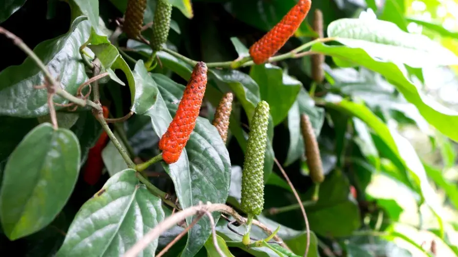 Pepřovník dlouhý (Piper longum)  Pepřovník dlouhý (Piper longum)