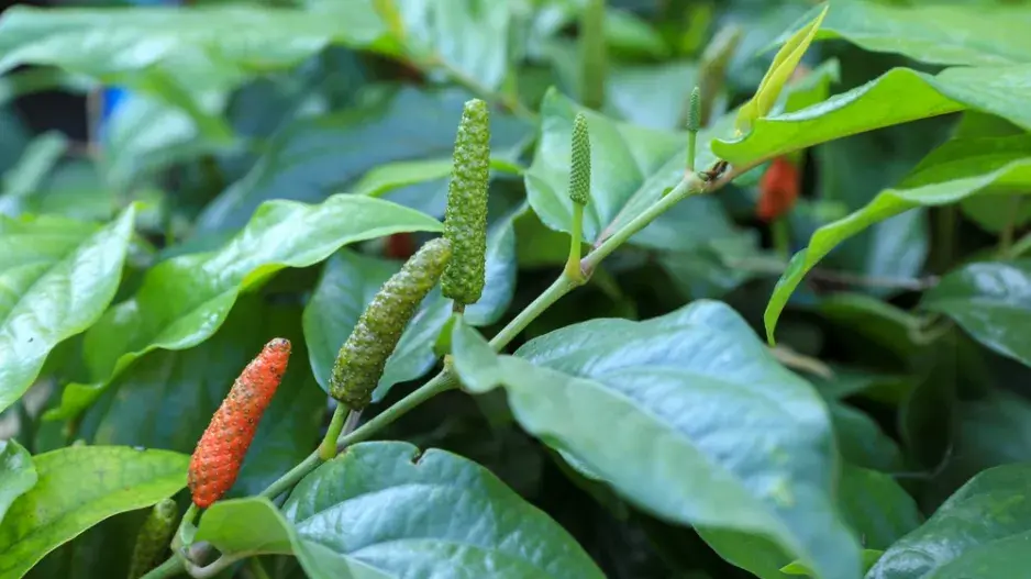 Pepřovník dlouhý (Piper longum)  Pepřovník dlouhý (Piper longum)