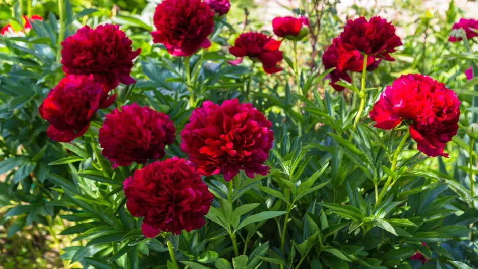 pivoňka lékařská pivoňka lékařská