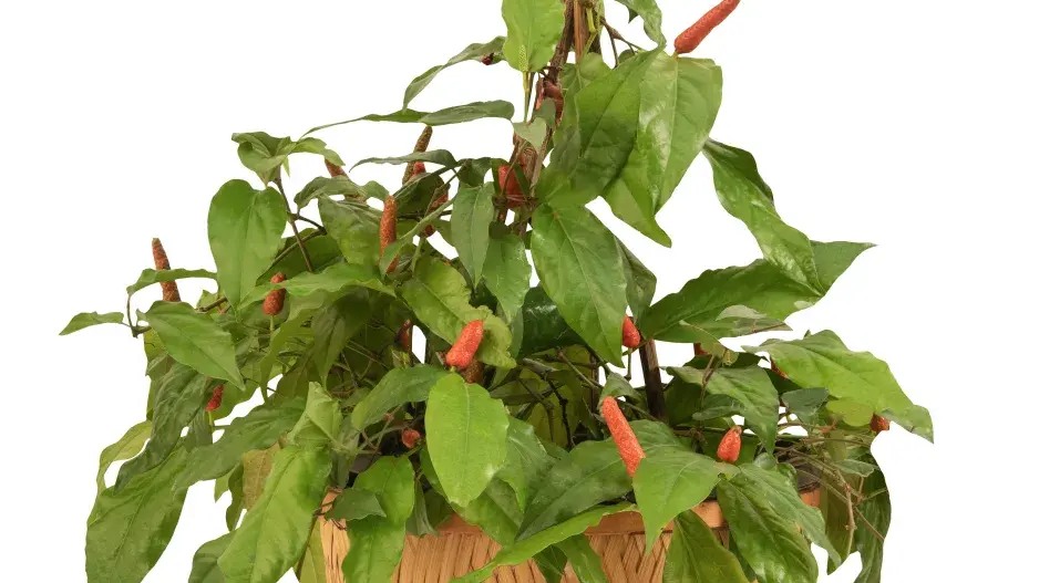 Pepřovník dlouhý (Piper longum)  Pepřovník dlouhý (Piper longum)