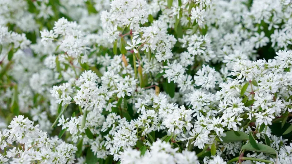 pryšec třezalkovitý