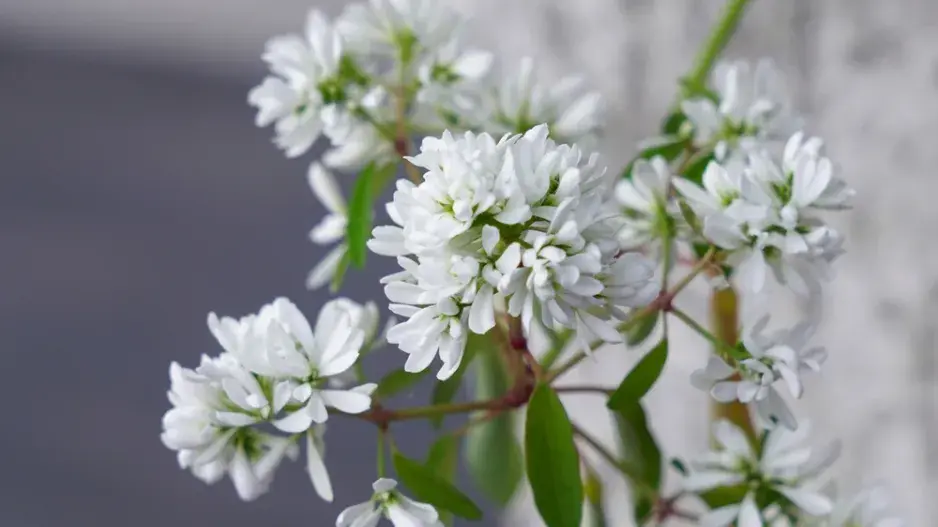 pryšec třezalkovitý