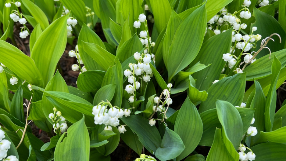 Konvalinka vonná (Convallaria majalis) 