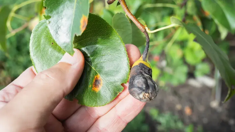 Rez hrušňová na listech
