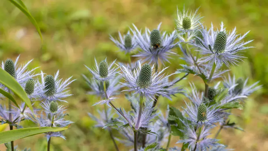 máčka alpská máčka alpská