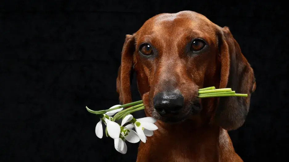 sněženky sněženky