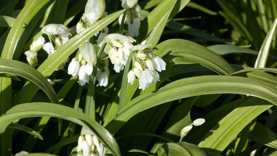 Česnek podivný (Allium paradoxum)