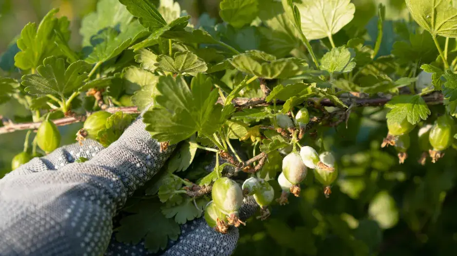 padlí americké na angreštu