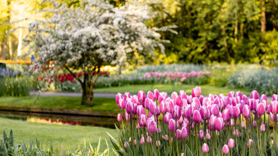 tulipán