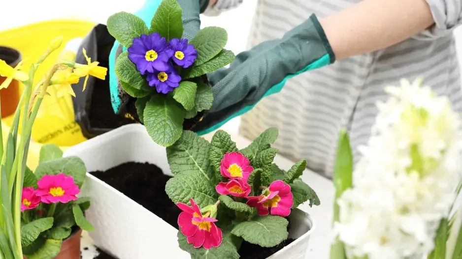 cibuloviny na balkoně