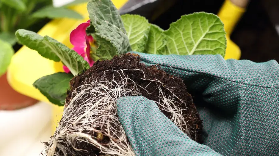 cibuloviny na balkoně