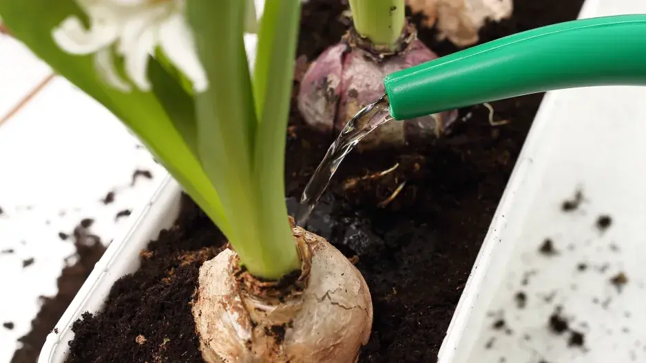 cibuloviny na balkoně