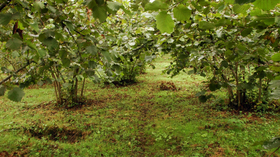 Líska obecná (Corylus avellana) 