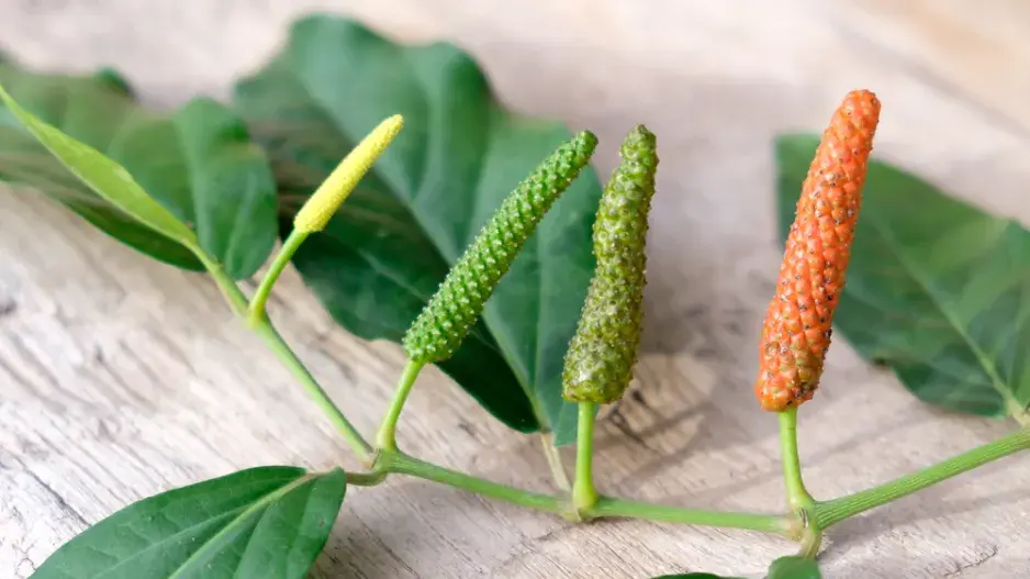 Pepřovník dlouhý (Piper longum) 