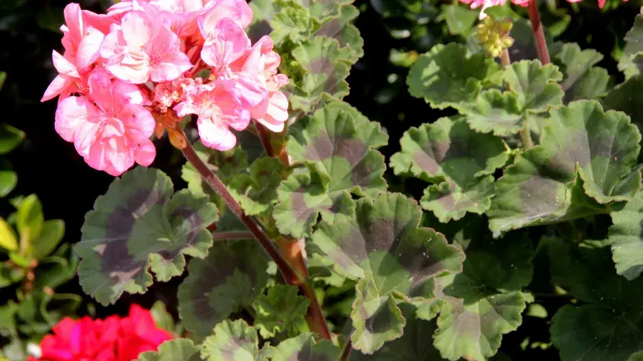 pelargonie páskatá pelargonie páskatá