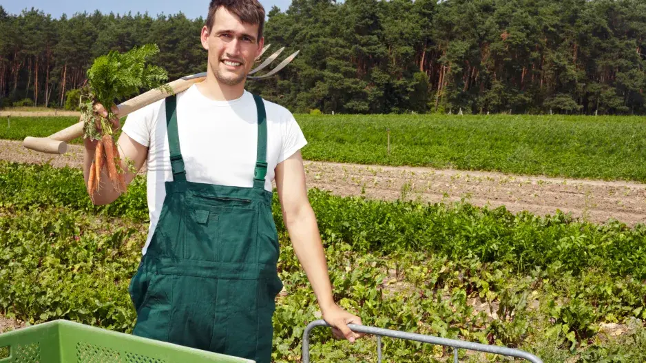 Pěstování mrkve ve smíšeném záhonu