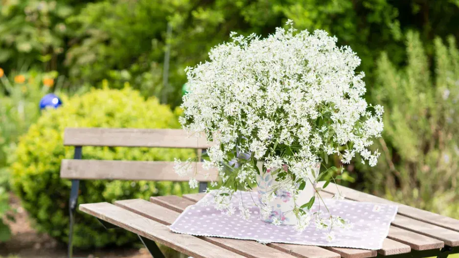 Pryšec třezalkovitý 