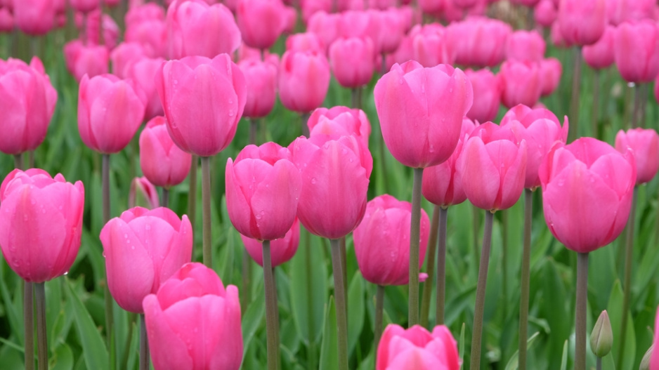 tulipán