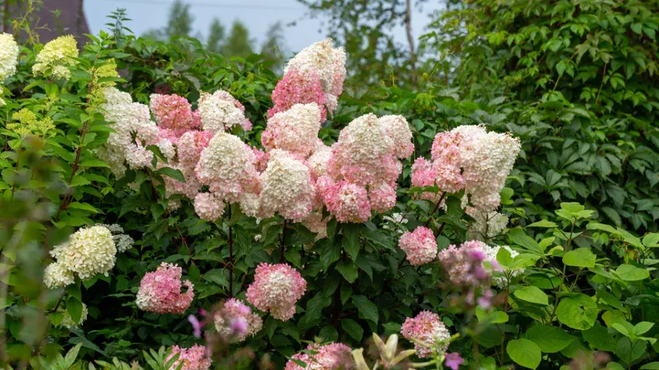 hortenzie latnatá (Hydrangea paniculata)