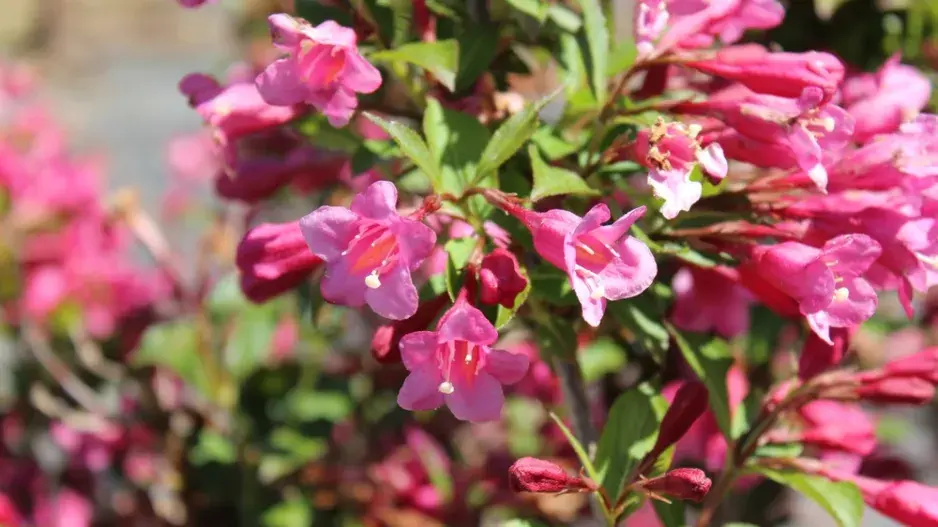 Vajgélie květnatá (Weigela florida)