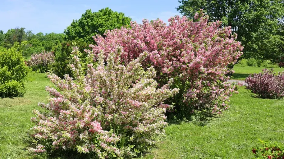 Vajgélie květnatá (Weigela florida)