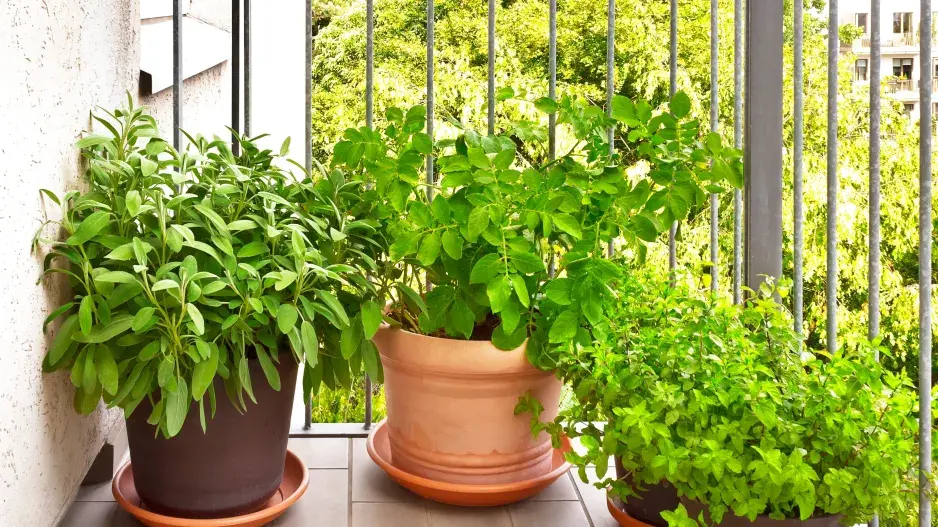brambory balkon