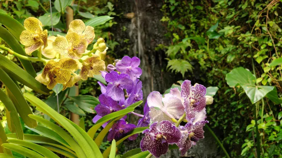 Výstava orchidejí - Královny intrik ve Fata Morganě