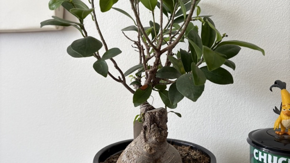Ficus ginseng je pokojová rostlina vhodná pro začátečníky