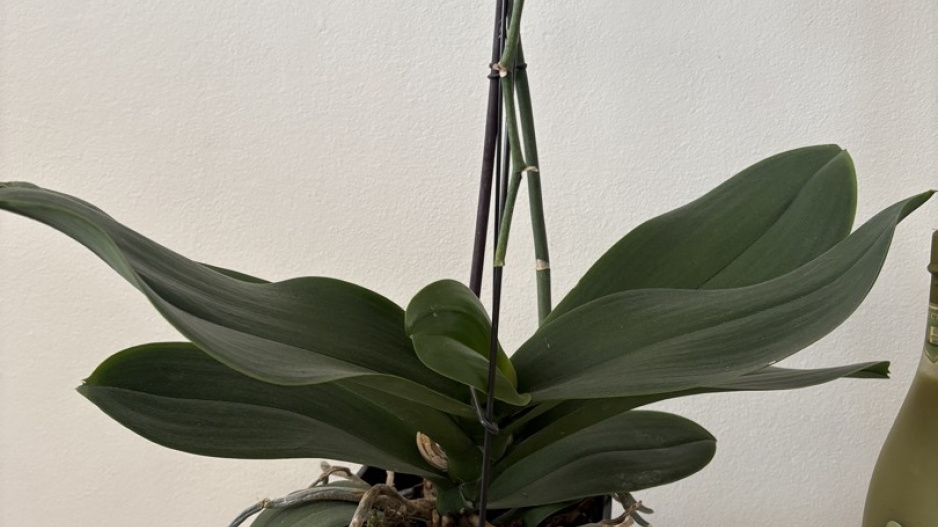Orchideje mohou opakovaně kvést, když se o ně správně postaráte