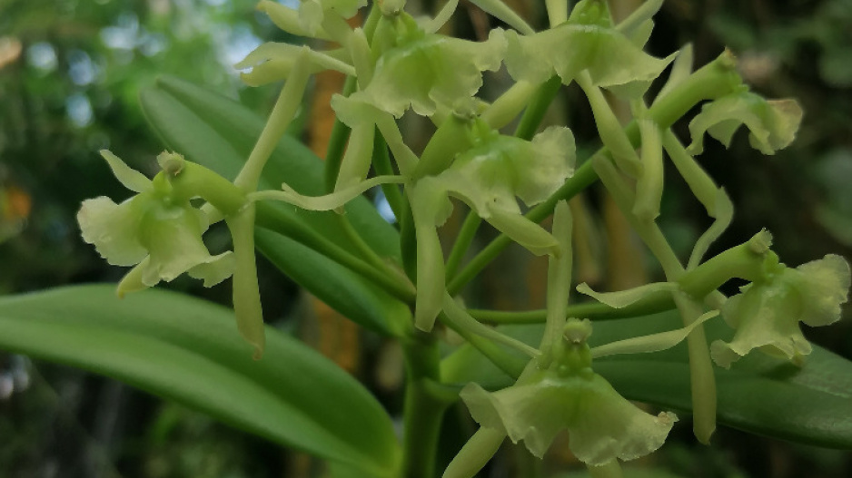 Epidendrum difforme