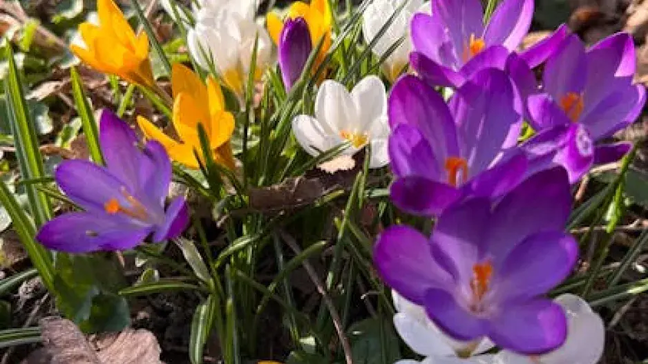 Jarní květiny, dřeviny a keře pro vaši zahradu