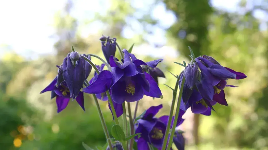 orlíček obecný orlíček obecný