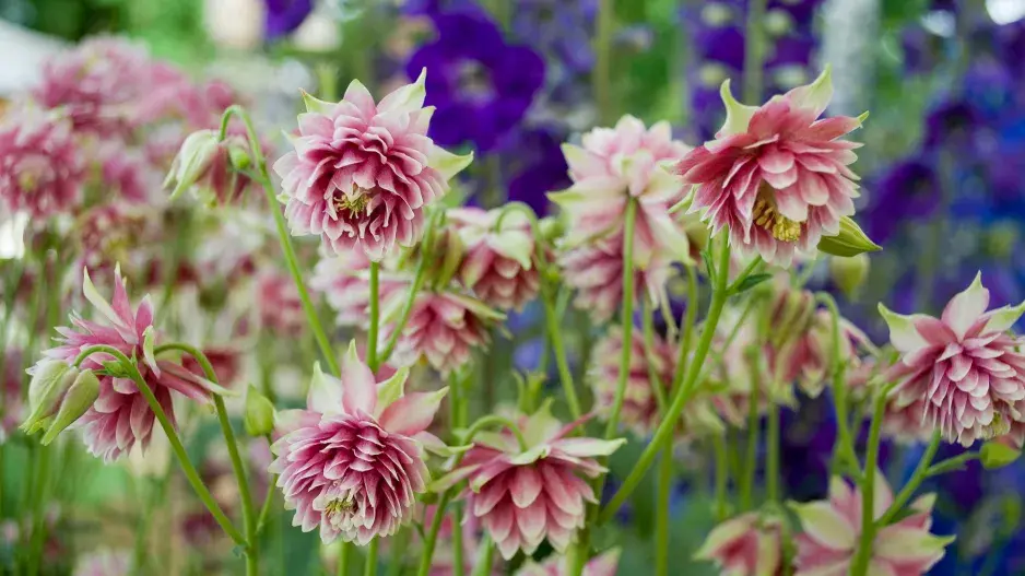 orlíček obecný orlíček obecný