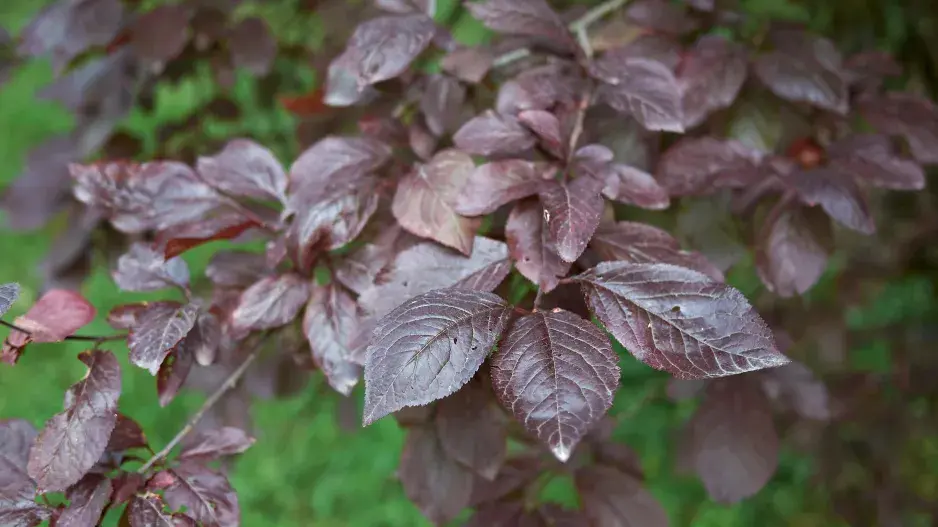 myrobalán list myrobalán list