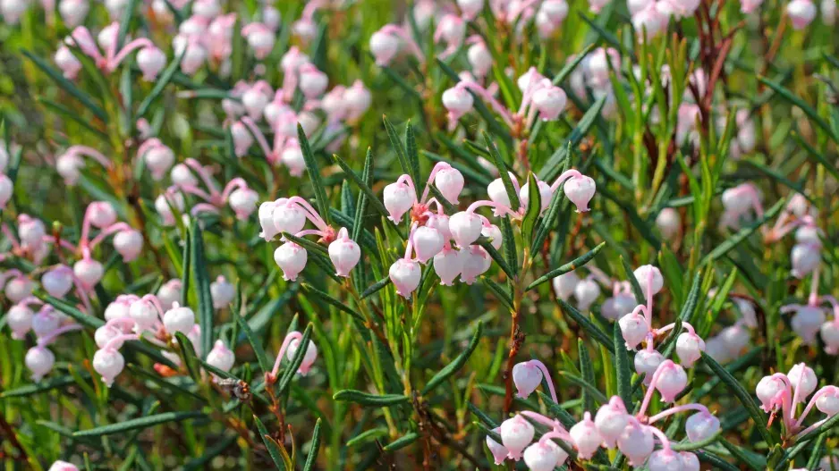 Andromeda neboli kyhanka