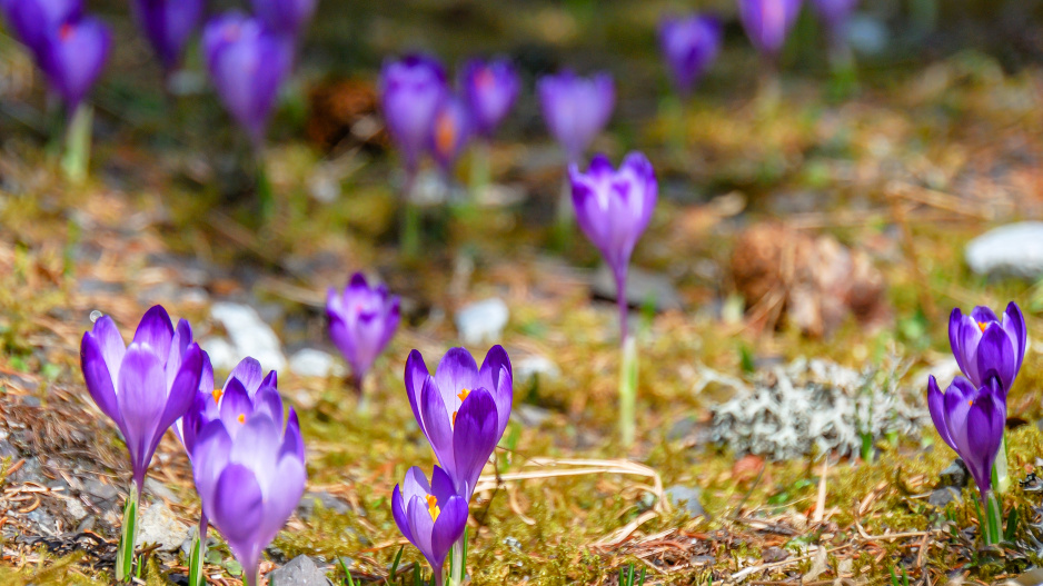 krokus karpatský
