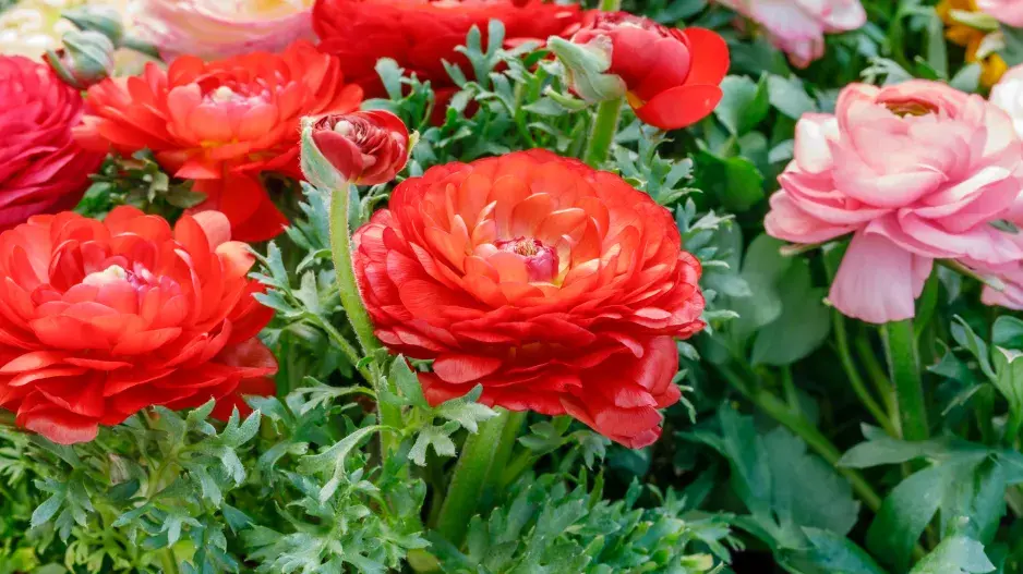 pryskyřník asijský