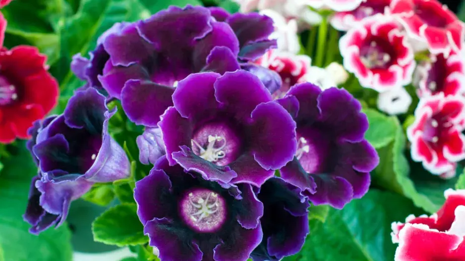 gloxínie