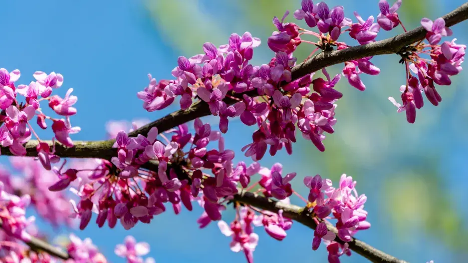 zmarlika květ zmarlika květ