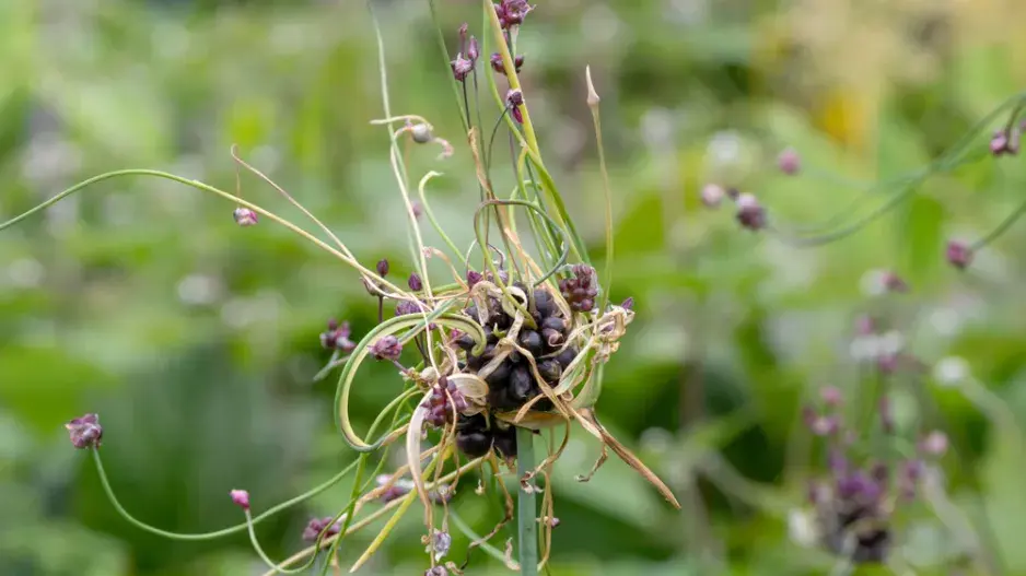 česnek ořešec česnek ořešec