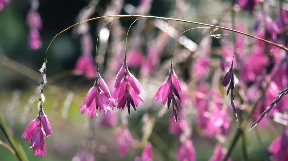 dierama