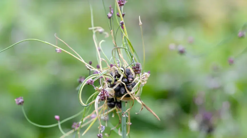 česnek ořešec česnek ořešec
