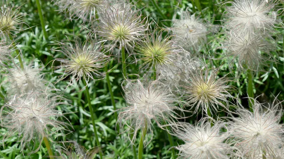 odkvetlé květy koniklece