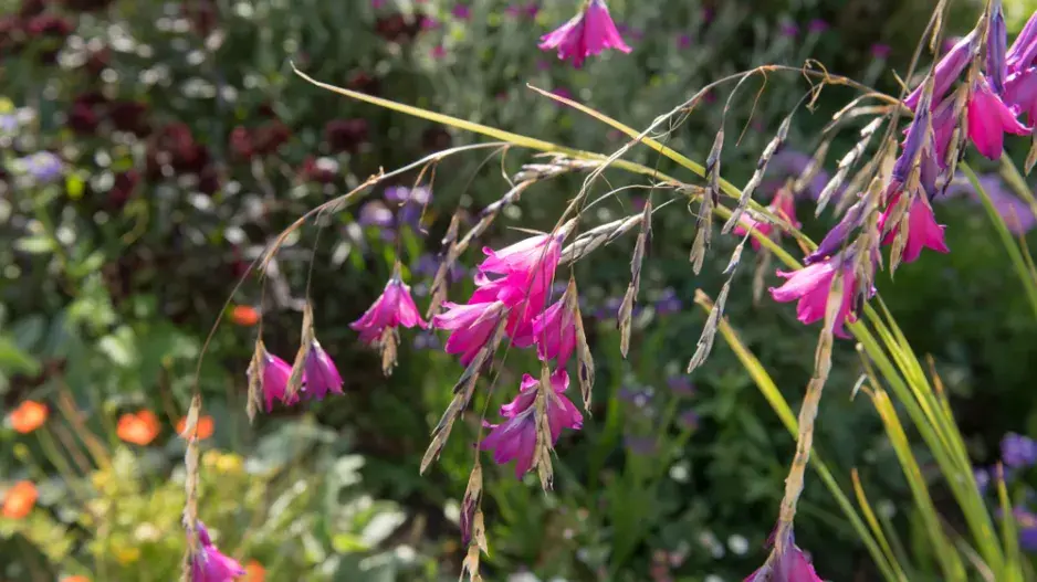 dierama
