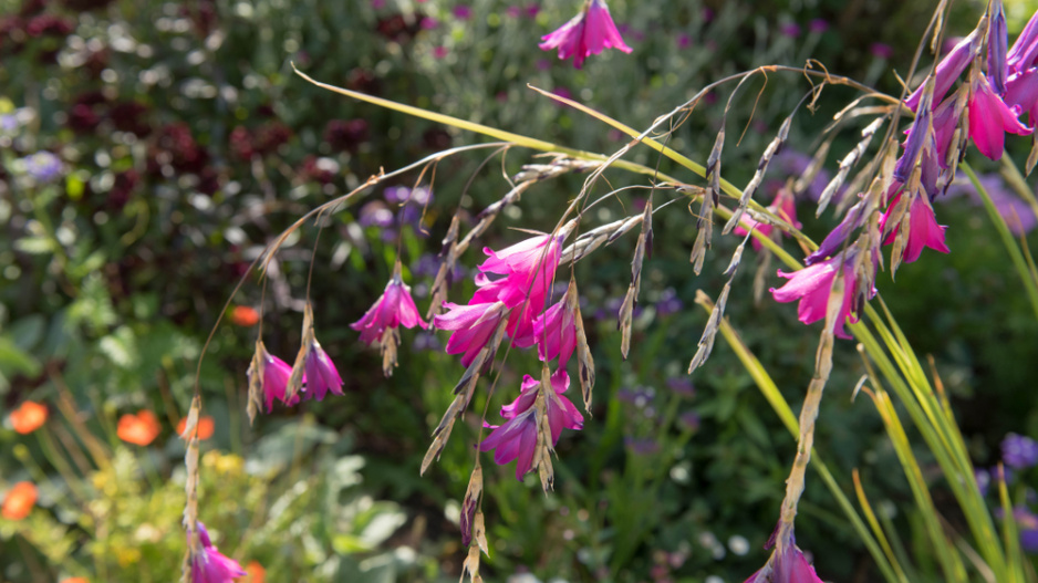 dierama