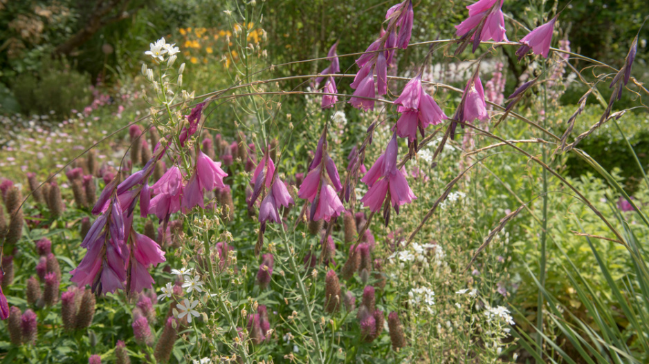 dierama
