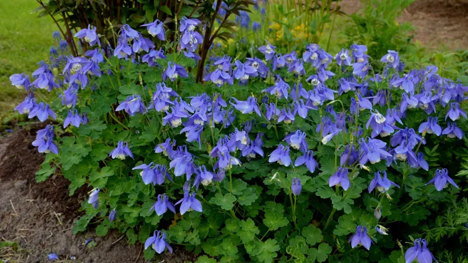 orlíček vějířovitý orlíček vějířovitý