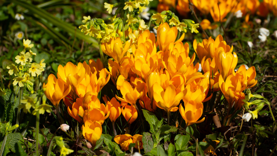 krokus nažloutlý