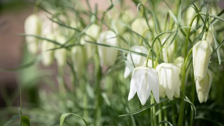 řebčík kostkovaný