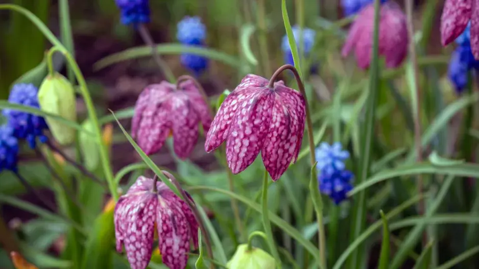 řebčík kostkovaný